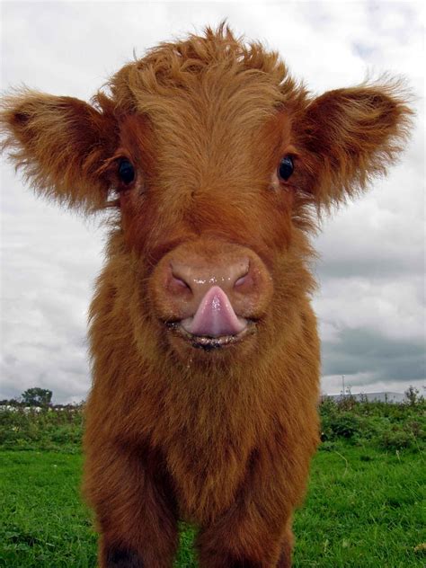 20 Adorable Photos Of Fuzzy Highland Cattle Calves