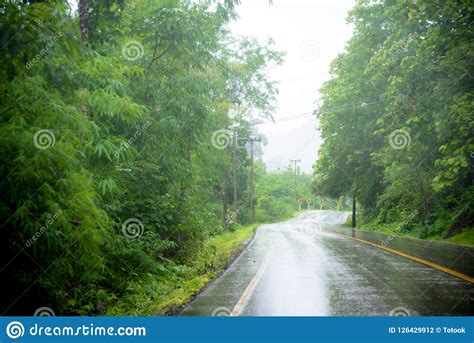 Foggy Road In The Forest Beautiful Nature Trail Picture Put Grain