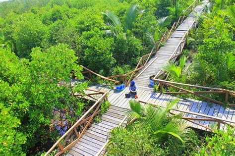 10 Hutan Mangrove Paling Cantik Di Indonesia Bikin Pingin Selfie Terus
