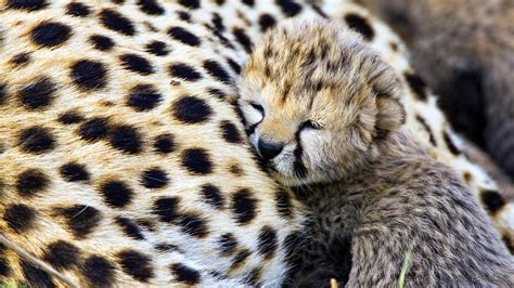 Free Download Cute Baby Animal Wallpapers Pixelstalknet