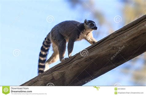 Lemur Lemuroidea Stock Photo Image Of Primate Sanctuary 62128594