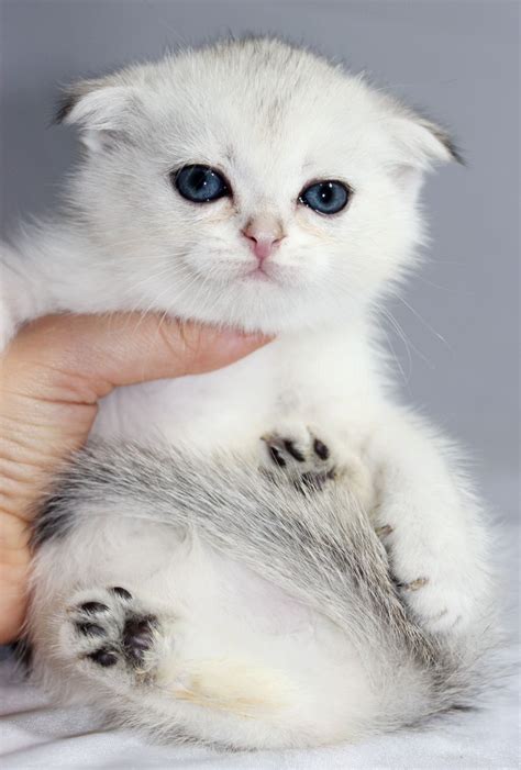 Scottish Folds And British Shorthair Kittens For Sale Kittens Cutest