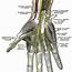 Ulnar Nerve Anatomy In The Hand  Download Scientific Diagram