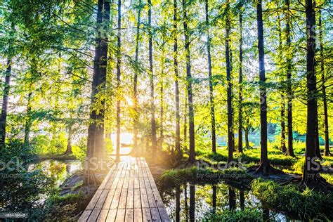 Sunlight Through Forest Stock Photo Download Image Now Istock