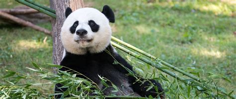 Download Wallpaper 2560x1080 Panda Animal Bamboo Stem Dual Wide