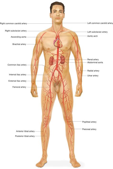 Bodytomy provides a labeled iliac artery diagram to help you understand the anatomy and function of the common iliac. Major Arteries Of The Body Game | Body, Human body diagram ...