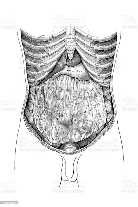 Abdomen Map Stock Illustration Download Image Now Abdomen Anatomy