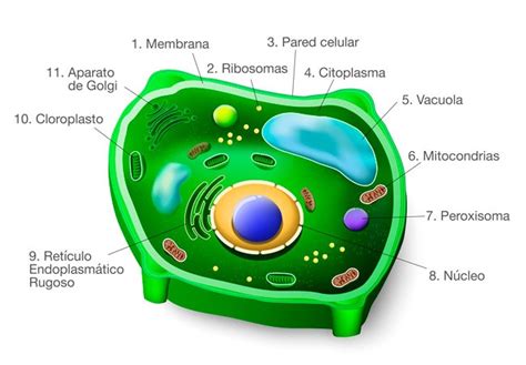 La Celula Vegetal Y Sus Partes