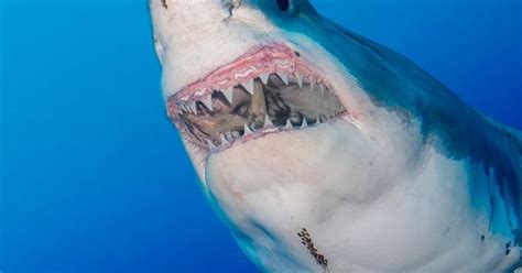 Watch Amazing Footage Of Great White Shark Caught On Camera In The