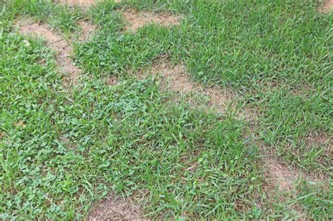 Learn How To Diagnose Lawn Problems How To Guides Tips And Tricks