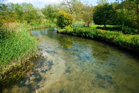 The Clear Waters Of The River Kennet Chalk Stream At Axford Wiltshire