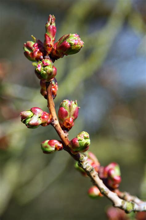 Leaf Buds Free Stock Photo Public Domain Pictures