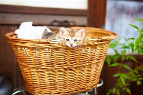 Three Little Kittens In A Basket Stock Photo Image Of Lovely Look