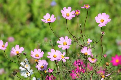 Pink Flowers Of Garden Cosmos Plant Or Cosmos Bipinnatus Stock Photo