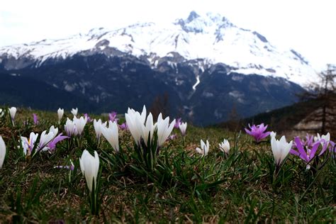 Free Images Nature Blossom Snow Meadow Flower Mountain Range