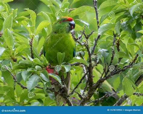 Norfolk Island Green Parrot Stock Photo Image Of Avian Close 157872994