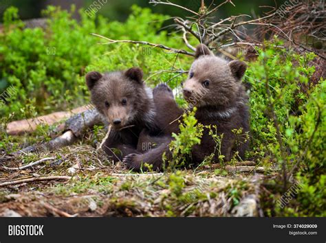 two little brown bear image and photo free trial bigstock