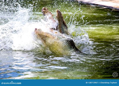 Two Crocodiles Are Fighting In The Water Stock Image Image Of