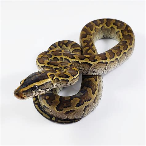 African Rock Python Clutch 2019 Other Pythons Morphmarket Reptile