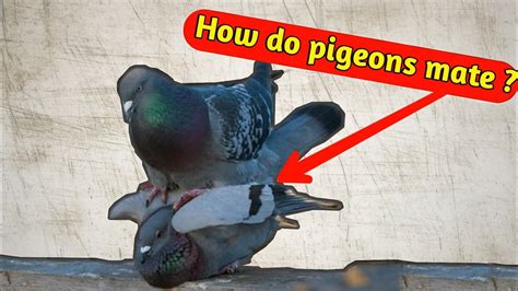 How Do Pigeons Mate The Secrets Of Mating Between A Male And A Female