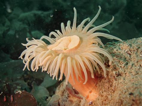 Antarctic Underwater Field Guidecnidariaanthozoaanemone