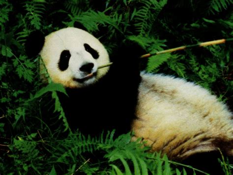 Wallpapers Of Pandas Wallpapersafari