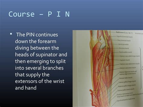 Radial Nerve Course And Relations Applied Anatomy