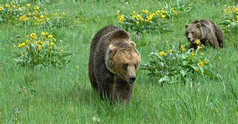 7 Facts About Waterton Glacier International Peace Park