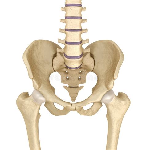 Diagram Of Pelvic Area