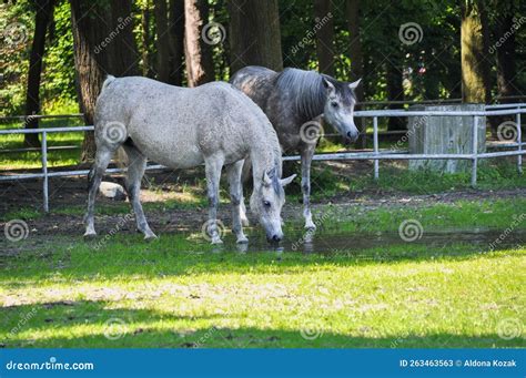 Two White Horses Graze On Green Grass In A Meadow Stock Image Image