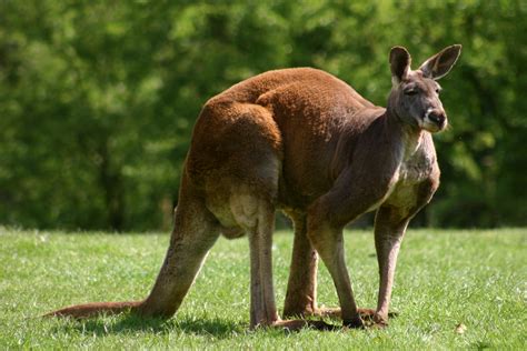 Animals Of The World Red Kangaroo