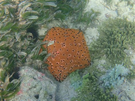 Culcita Schmideliana Indian Ocean Cushion Starfish Snorkeling Report