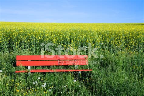 Red Bench Stock Photo Royalty Free Freeimages