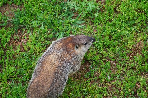 Grey Groundhog from above | Wildlife| Free Nature Pictures by ForestWander Nature Photography