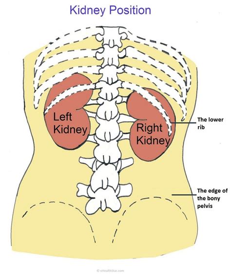 Are The Kidneys Located Inside Of The Rib Cage How To Improve Kidney
