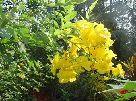 Attract hummingbirds and bees to your yard with these plants that bear known in the philippines as dama de noche, there is an interesting legend that says this shrub just appeared growing on the tomb of a beautiful woman. Plants for a Mexican Garden - Landscaping Network