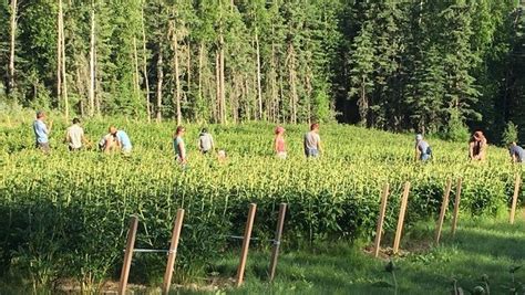 Peony Farming—more Work And A Smaller Reward Than Many Imagined It