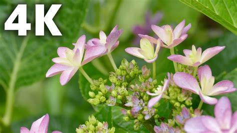 Tvs with this many pixels are ultra hd, or uhd for short. Hydrangea Flowers (Dance Party) - Beautiful Flowers 4K ...