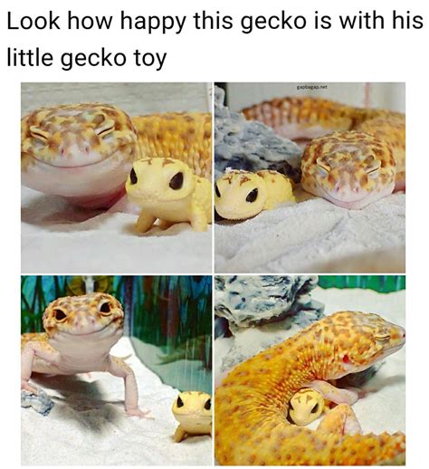 Lol Hilarious Joke About Gecko Vs Toy