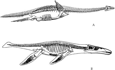 The Evolution Of Plesiosaur And Pliosaur Morphotypes In The