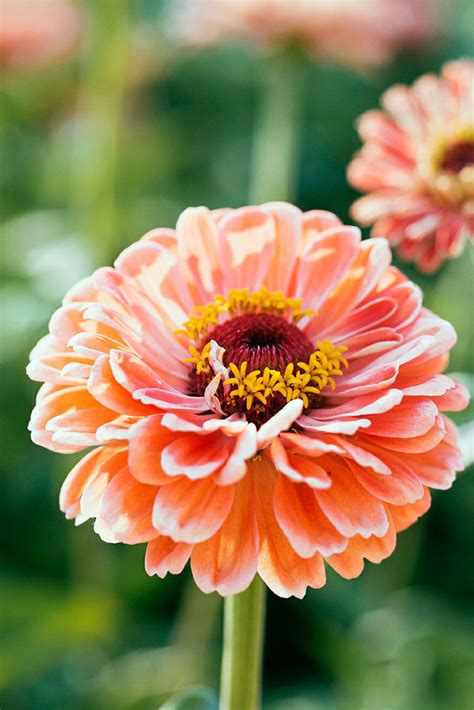 Stagger the sowings to prolong the flowering season and provide you with plenty of blooms. 12 Best Flowers to Grow for Cutting - Sunset Magazine