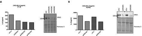 Figures And Data In Erk Mapk Controls Il Production And Chemotaxis