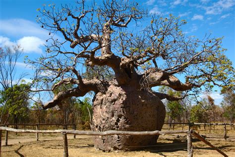 Boab Prison Tree By Wildplaces On Deviantart