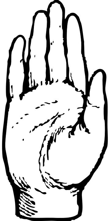 Palm Hand Human Free Vector Graphic On Pixabay