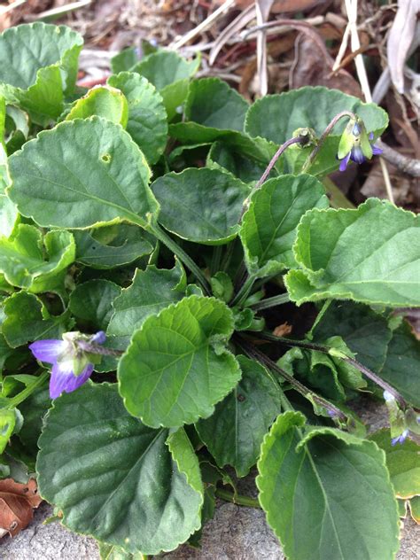 Australian Native Violet Viola Odorata White Purple Flowers Are
