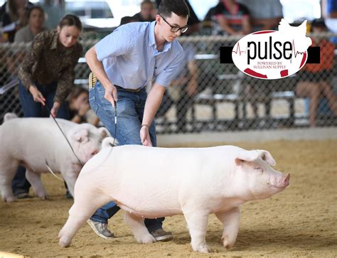 The Exposition I Purebred Chester White Gilts The Pulse