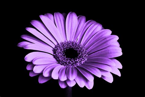 Free Images Black And White Flower Purple Petal Color Pink