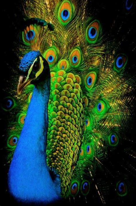 20 Best Peacock Images On Pinterest Pumpkin Ideas Peacock And