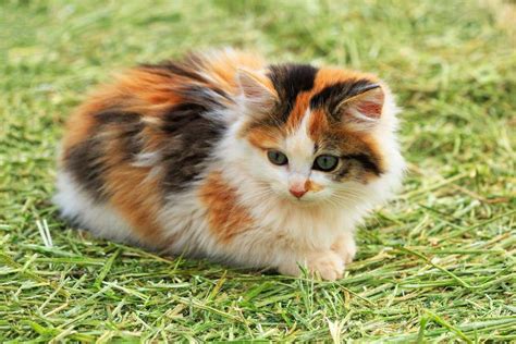 Attitudes Of Calico Cats Lovetoknow Pets