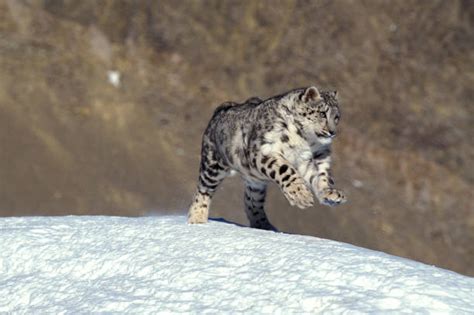 50 Snow Leopard Jumping Stock Photos Pictures And Royalty Free Images